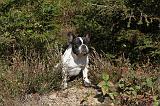 BOULEDOGUE FRANCAIS 319